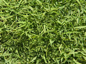 Zoysia Japonica